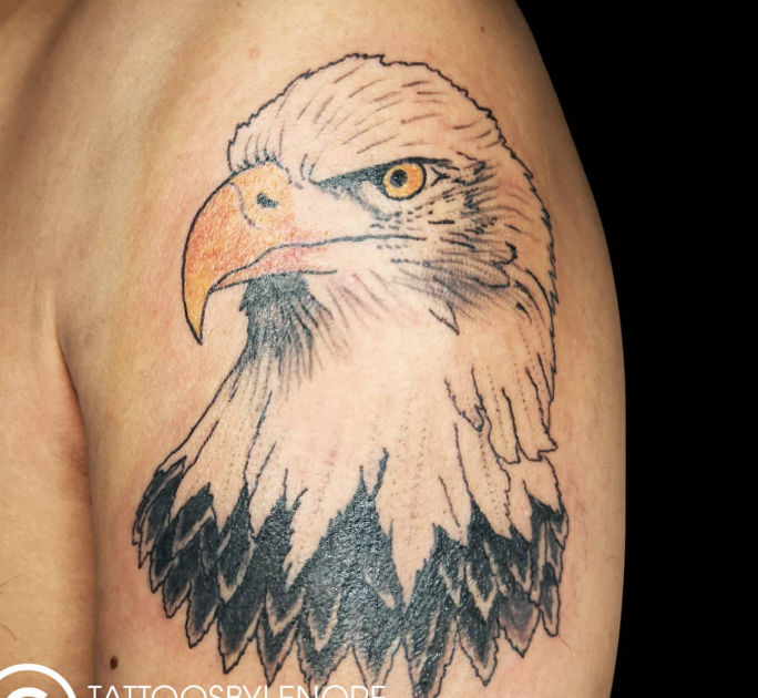 Bald Eagle